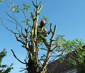 hovenier purmerend voor boomsnoei, bomen kappen